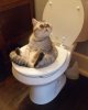 toilet cat.jpg