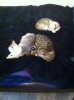 The Cat Posse.jpg