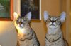 dsc_0042 small.jpg
