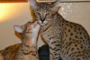 dsc_0011 small.jpg