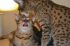 dsc_0015 small.jpg