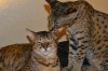 dsc_0017 small.jpg