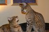 dsc_0019 small.jpg