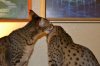 dsc_0028 small.jpg