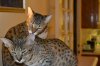 dsc_0037small.jpg
