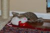 DSC_0097.jpg