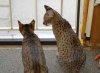 dsc_0010 crop.jpg
