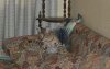 dsc_0046 crop.jpg