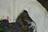 dsc_0051_00 crop.jpg