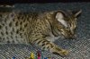 dsc_0006_00 crop.jpg