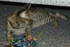 dsc_0034_00 crop.jpg