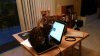 kitties_on_computer_small.jpeg