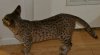 dsc_0028 crop.jpg