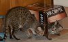 dsc_0011crop3.jpg