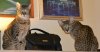 dsc_0001 crop3.jpg