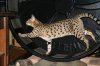 Kimi 2014 0618.JPG