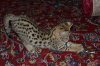 DSC_0050.jpg