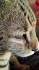 eyelash 1.jpg