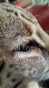 eyelash 2.jpg