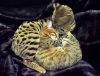 Taji and Atticus snug2.jpg