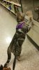 petsmart3.jpg