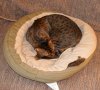 DSC03511.JPG