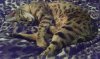 Elsa-Sleeping-3.jpg