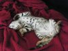 belly up nap.jpg
