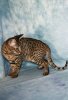 Chiki_Dark_Girl_2011_0820_0101.JPG