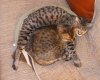 DSC03533.JPG
