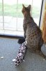 dsc_0019 small.jpg