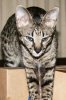 Chipukizi 2015 0310 01.jpg