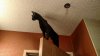 siri-top-of-door.jpg