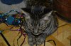 dsc_0012 small.jpg