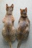 dsc_0012enh.jpg