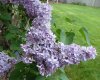 lilacs.jpg