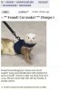 funny-ferret-craigslist-cat-snake.jpg