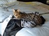 on drape.jpg