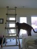 ladder.jpg