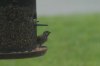 BirdWatching-5.JPG