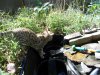 DSCN0661.JPG