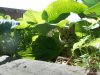 DSCN0669.JPG