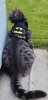 batcat jacket.jpg