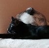 panther.jpg