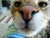 puffy nose.jpg