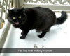 snow cat.png