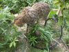 DSCN0811.JPG