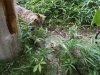 DSCN0812.JPG