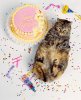 catcat5.JPG