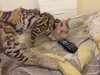 savannah1.jpg